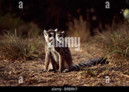Kattas (Lemur Catta), Mutter mit Baby auf dem Rücken ruht auf Boden, Berenty, Süd-Madagaskar Stockfoto