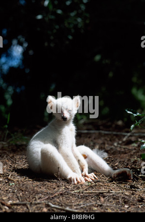 Katta (Lemur Catta), alle weißen Baby männlich (Sapphire) Albino Lemur ruht auf Waldboden, Berenty, Madagaskar Stockfoto