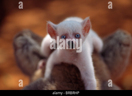 Katta (Lemur Catta), alle weißen Baby männlich (Sapphire) Albino auf Mutters Rücken, Berenty, Süd-Madagaskar Stockfoto