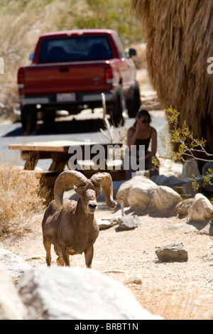 Halbinsel Bighorn Sheep Ram (Ovis Canadensis Cremnobates), Borrego Palm Canyon, Anza Borrego Desert State Park Stockfoto