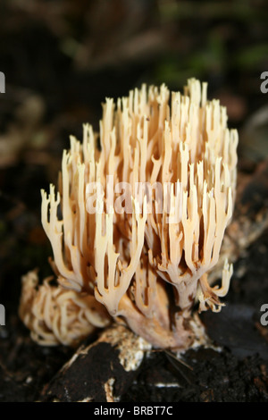 Aufrechte Coral Pilz Ramaria Stricta Taken an Dibbinsdale LNR, Wirral, UK Stockfoto