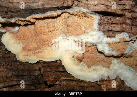 Gelee Rot Pilz Phlebia Tremellosa aufgenommen am Dibbinsdale LNR, Wirral, UK Stockfoto