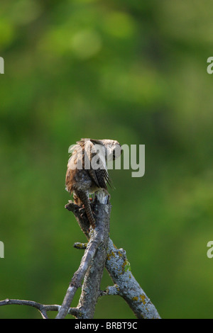 Haus Zaunkönig Troglodytes Aedon thront auf einem alten Ast seine Federn putzen Stockfoto