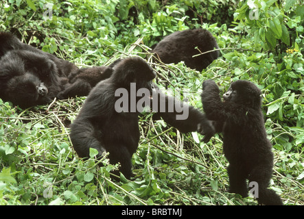 Berggorillas (Gorilla Gorilla Beringei), Jugendliche spielen, Virunga-Vulkane, Ruanda Stockfoto