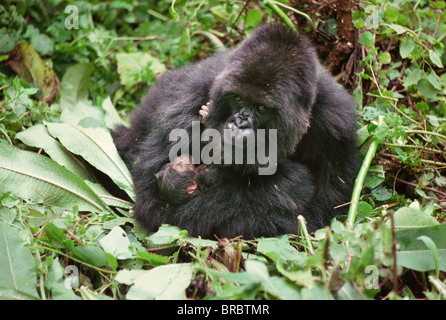 Berggorillas (Gorilla g. Beringei), Mutter Amareba mit Neugeborenen, Virunga-Vulkane, Ruanda Stockfoto