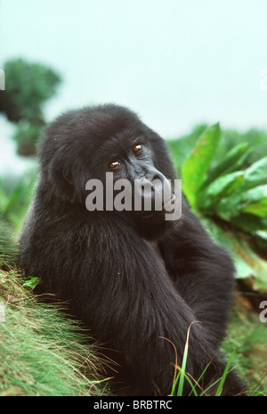 Berg-Gorilla (Gorilla Gorilla Beringei) Schwarzrücken männlich in der subalpinen Zone, Virunga-Vulkane, Ruanda Stockfoto