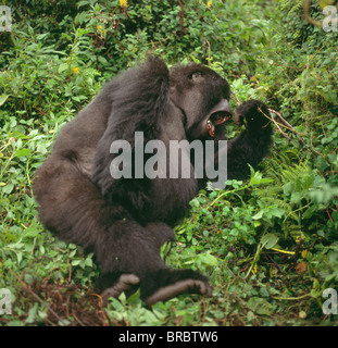 Berg Gorillas (Gorilla Gorilla Beringei) weiblich Gähnen, Virunga-Vulkane, Ruanda Stockfoto