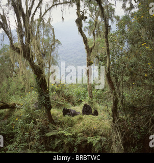 Berg Gorillas (Gorilla Gorilla Beringei) Shinda Silberrücken männlich und einer Familiengruppe ruhen, Virunga-Vulkane, Ruanda Stockfoto