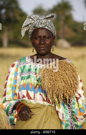 Reis Landwirtschaft, Bignola, Casamance, Senegal, Westafrika Stockfoto