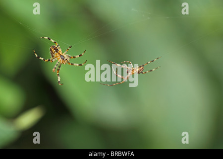 Europäische Kreuzspinne (Araneus Diadematus) Stockfoto