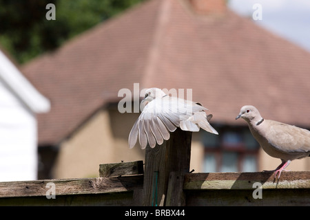 Ein Kragen Taube Pflege auf einem Gartenzaun. Stockfoto