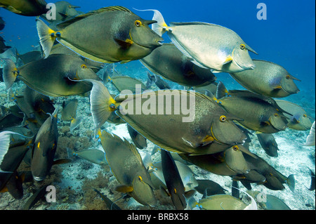 Schwarm von Bluespine Einhorn Fische Rotes Meer Stockfoto