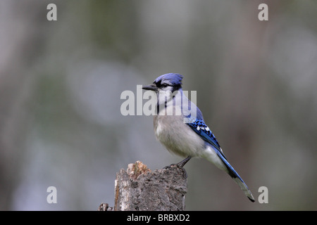 Blue Jay Cyanocitta Cristata in Profil thront auf einem alten Baumstumpf Stockfoto