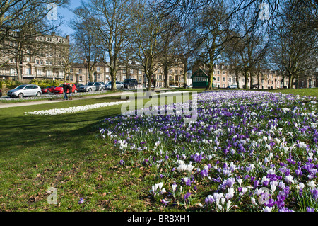 dh HARROGATE NORTH YORKSHIRE Crocus Blumenbeet in Harrogate The Stray parkland Stockfoto