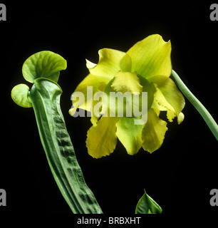 Gelbe Schlauchpflanze (Sarracenia Flava) Blume und Krug Stockfoto