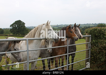 Fünf Welsh Mountain Ponys mit Blick auf ein Tor Stockfoto