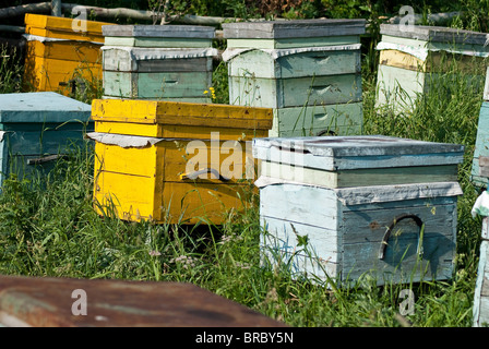 Honig Biene Bienenstöcke Stockfoto