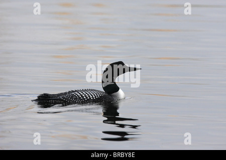 Gemeinsamen Loon, Gavia Immer auf See mit voller von% im Wasser schwimmen Stockfoto