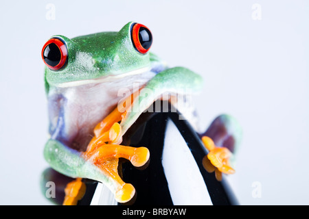 Schwarz-Rakete und grüner Frosch Stockfoto