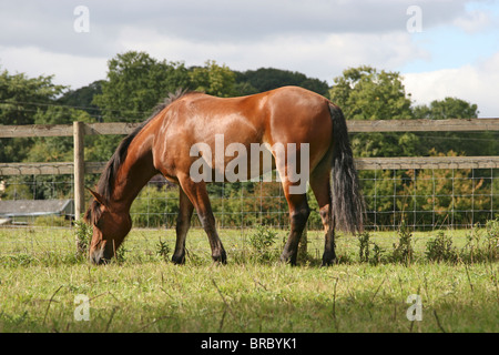 Eine schöne Bucht Welsh Cob Beweidung auf seinem Gebiet Stockfoto