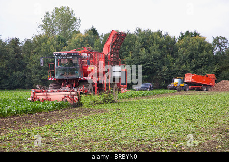 Ernte von Zuckerrüben Stockfoto