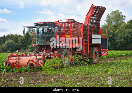 Ernte von Zuckerrüben Stockfoto