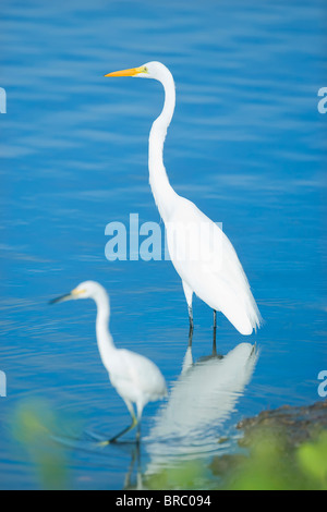 Silberreiher (Casmerodius Albus) in einem Teich, Sanibel Island, J. N. Ding Darling National Wildlife Refuge, Florida, USA Stockfoto