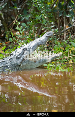 Amerikanischer Alligator (Alligator Mississipiensis) mit offenen backen, Sanibel Island, Florida, USA Stockfoto