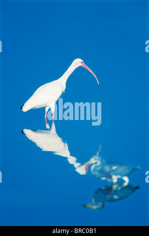 Rosige Löffler (Ajaia Ajaja) stehend im Wasser, Sanibel Island, J. N. Ding Darling National Wildlife Refuge, Florida, USA Stockfoto