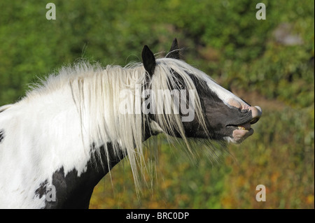 Gypsy Vanner Pferd (Equus Ferus Caballus), Stute, die das Flehmen zu tun. Stockfoto