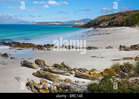 Strand an der Südspitze der Karkasse Insel mit Gentoo und Magellan-Pinguine kommen und gehen zum Meer, Falkland Stockfoto