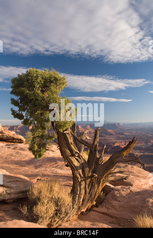 Wacholder (Juniperus Osteosperma), Dead Horse Point State Park in der Nähe von Moab, Utah, USA Stockfoto