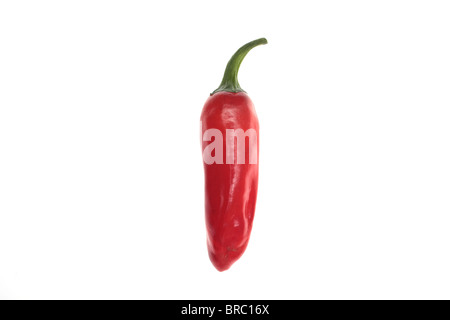 einzelne rote Chilischote erschossen vor einem weißen Hintergrund Stockfoto