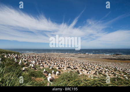 Black-browed Albatross Kolonie. Steeple Jason Island, Falkland-Inseln Stockfoto