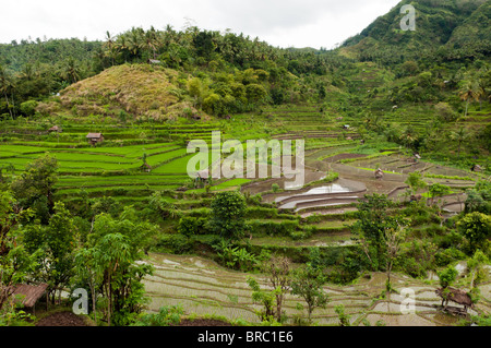 Reisterrassen auf Bali, Indonesien Stockfoto