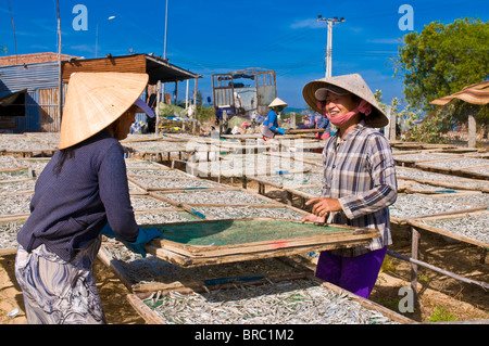 Frauen bei der örtlichen Fischfabrik arbeiten mit trockenen Fisch, Mui Ne, Vietnam, Indochina Stockfoto