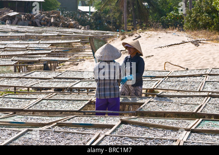 Frauen bei der örtlichen Fischfabrik arbeiten mit trockenen Fisch, Mui Ne, Vietnam, Indochina Stockfoto