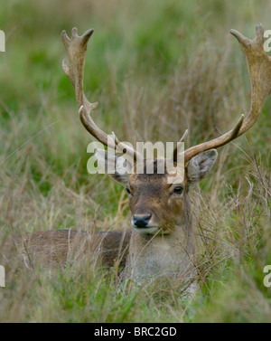 Bucks - Brache, das Männchen der Gattung Dama Dama oft in Parks zu finden, aber jetzt gewachsene Gebieten des Vereinigten Königreichs Stockfoto