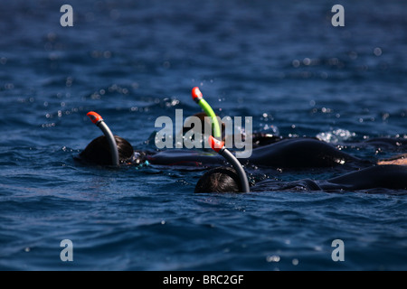 Schnorchler im Dolphin reef Rote Meer Eilat Israel Stockfoto