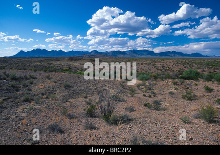 Wüste und Chisos Berge in Big Bend Nationalpark, Texas, USA. Stockfoto