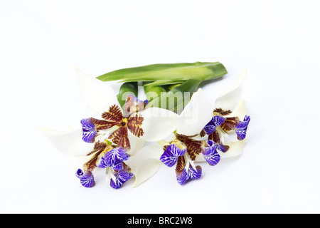 Fuß Iris (Neomarica Gracilis) auf weißem Hintergrund Stockfoto