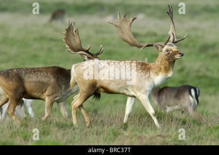 Bucks - Brache, das Männchen der Gattung Dama Dama oft in Parks zu finden, aber jetzt gewachsene Gebieten des Vereinigten Königreichs Stockfoto