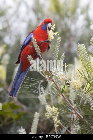 Pennantsittich (Platycercus Elegans), Fütterung auf Grevillea, NSW, Australien Stockfoto