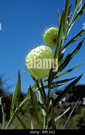 Balloonplant, Ballon-Baumwolle-Bush oder Schwan Pflanze (Asclepias Physocarpa) Seedheads, Südafrika