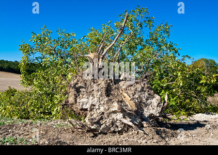 Entwurzelte / gefällten Walnussbaum in der Mitte des Farmland - Frankreich. Stockfoto