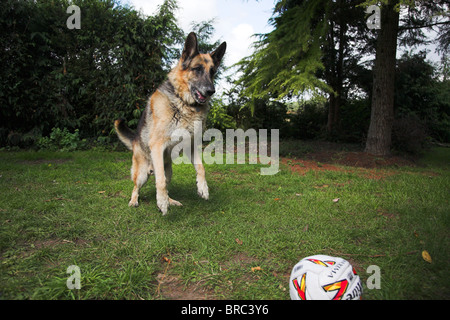Spielerische elsässischen Hund Stockfoto