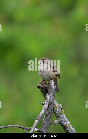 Haus Zaunkönig Troglodytes Aedon im Profil einige Äste gehockt Stockfoto