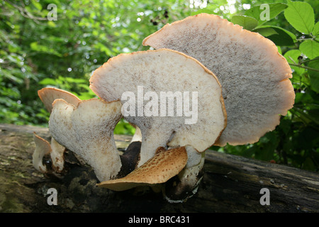 Unterseite der Dryade Sattel Pilze Polyporus an besessenen an Dibbinsdale LNR, Wirral, UK Stockfoto