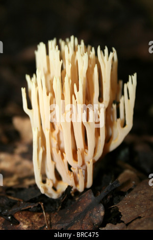 Aufrechte Coral Pilz Ramaria Stricta Taken an Dibbinsdale LNR, Wirral, UK Stockfoto