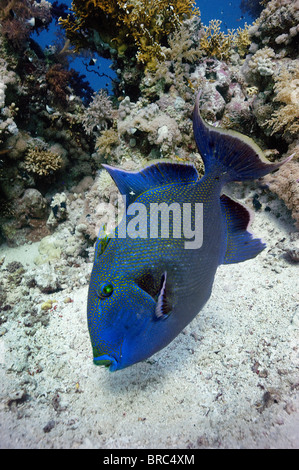Blauer Drückerfisch schwebt über seinem Nest schützen ihren Eiern auf Yolander Riff im ägyptischen Roten Meer Stockfoto